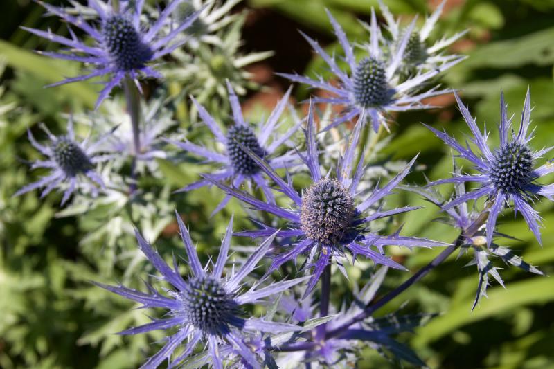 Everyone wanted to know the name of this colorful, prickly flower, the blue Eryngium, at the home of Jim Nordquist. BY GEORGIA SPARLING